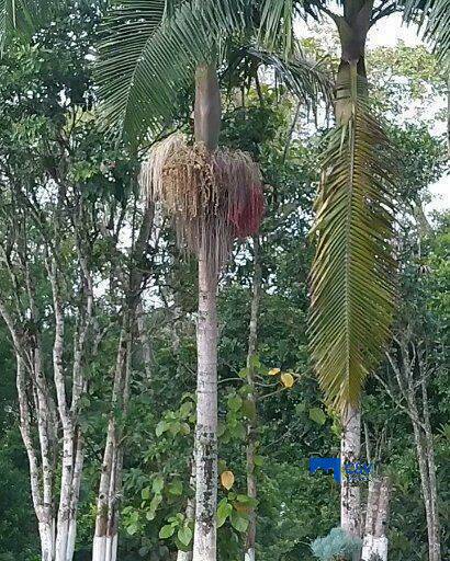 Chácara para Venda em Itajaí - 24